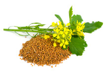 Mustard Flowers And Seed.