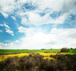 Wall Mural - rural meadow with yellow flowers