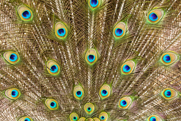 close-up peacock feathers