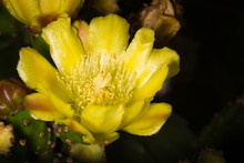 Vivifying Cacti Flower