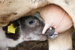 Young calf drinks milk