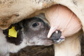 Poster - Young calf drinks milk