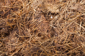 Close-up of manure mixed with hay