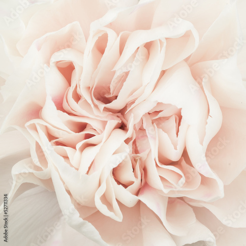 Naklejka dekoracyjna Pink rose flower isolated