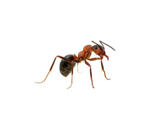 ant on white