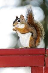 Wall Mural - Tree squirrel eating peanut on red railing