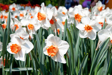 White Daffodil Flowers
