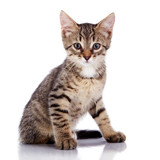 Fototapeta Koty - Striped not purebred kitten.