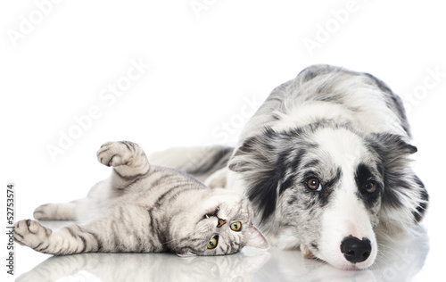 Obraz w ramie Katze und Hund - Cat and dog