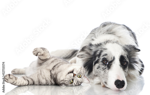 Fototapeta dla dzieci Katze und Hund - Cat and dog