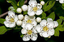White Blossom Of Hawthorn