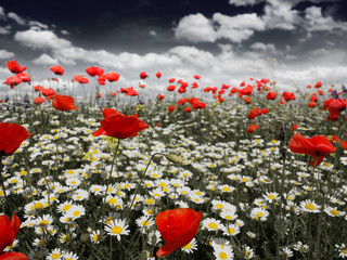 poppies in a field in black and white