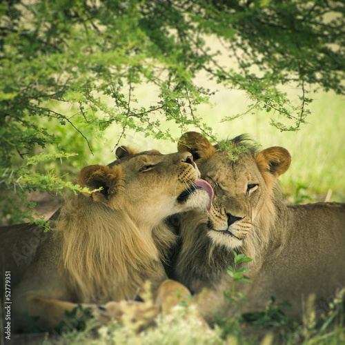 Obraz w ramie Loving pair of lion and lioness