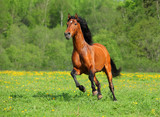 Fototapeta Konie - Galloping wild horse