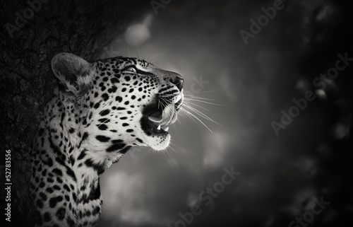 Motiv-Klemmrollo - Leopard portrait (von JohanSwanepoel)