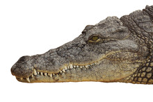 Photograph Of The Head Of A Nile Crocodile