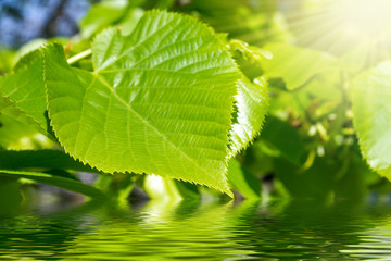 a leaf and water