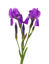 Bunch Of Iris Flowers
