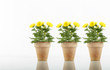 © MATTHIAS  BUEHNER - Blumen Dekoration