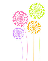 Wall Mural - colorful dandelion flowers