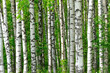 © voltan - Trees in the birch wood