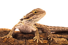 One Agama Bearded On The White Background