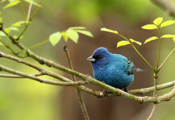 Sticker - Indigo Bunting, Passerina cyanea