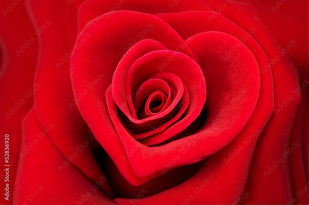 Rose rouge forme coeur - obrazy, fototapety, plakaty 