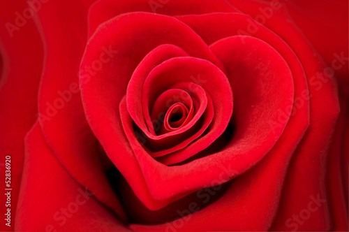 Fototapeta na wymiar Rose rouge forme coeur