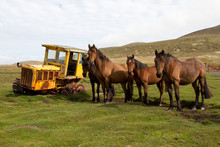 Old Dredger And Horses