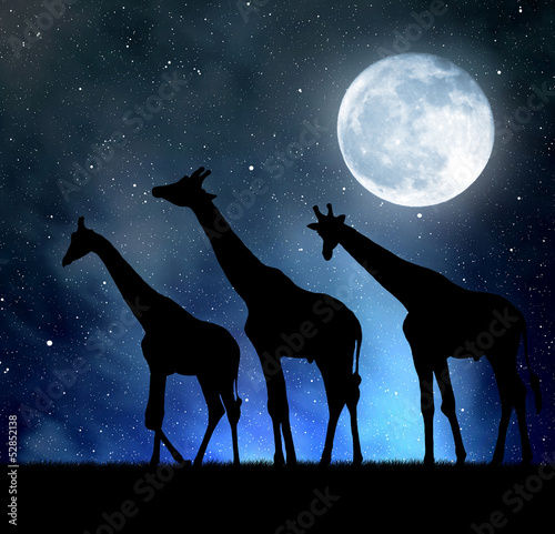 Fototapeta na wymiar herd of giraffes in the night sky with moon
