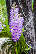 Orchid flower and plants