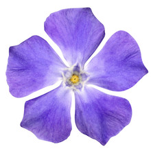 Purple Flower - Periwinkle - Vinca Minor - Isolated On White