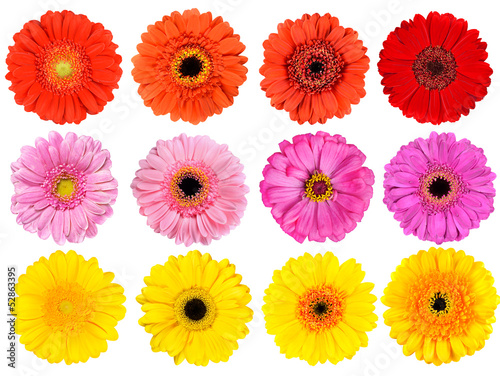 Collection of Fresh Gerbera Flowers Isolated on White Poster Mural XXL