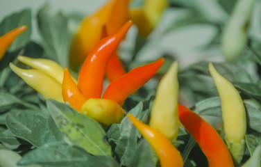 Chilli in Backyard Garden No.2