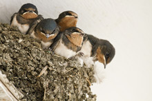 Swallow Nest With Chicks