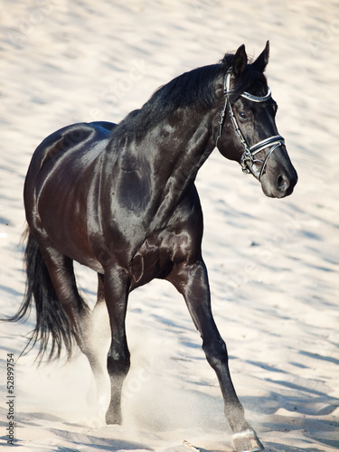 Naklejka na szafę Running beautiful black stallion in the desert