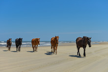 Spanish Mustangs Wild Horses On The Beach In North Carolina