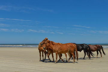 Wall Mural - Spanish mustangs wild horses on the beach in north carolina