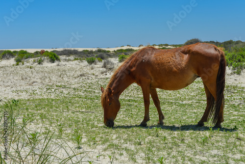 Fényképezés spanish mustang wild horse on the dunes in north carolina