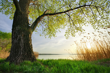 Wall Mural - spring nature