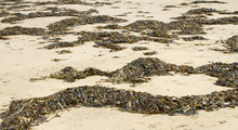 Piles Of Seaweed Washed Onto Sandy Beach