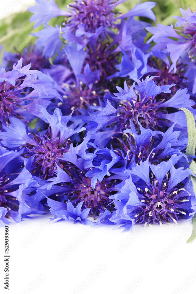 Beautiful bouquet of cornflowers ,isolated on white