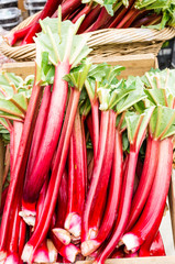 Wall Mural - Rhubarb stalks on display at the market