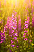 Purple Wild Flowers In Sunlight