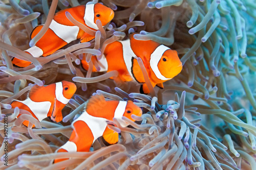 Nowoczesny obraz na płótnie Clownfish