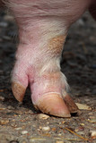 Fototapeta Sawanna - Leg and hoof a domestic pig