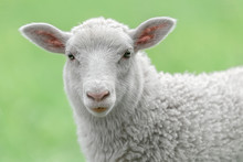Face Of A White Lamb