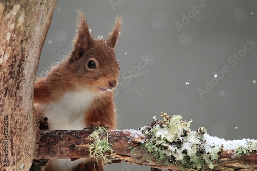 Fotografía Red Squirrel (Sciurus vulgaris) in Falling Snow