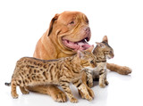 Fototapeta Zwierzęta - Dogue de Bordeaux (French mastiff) and two leopard cats 